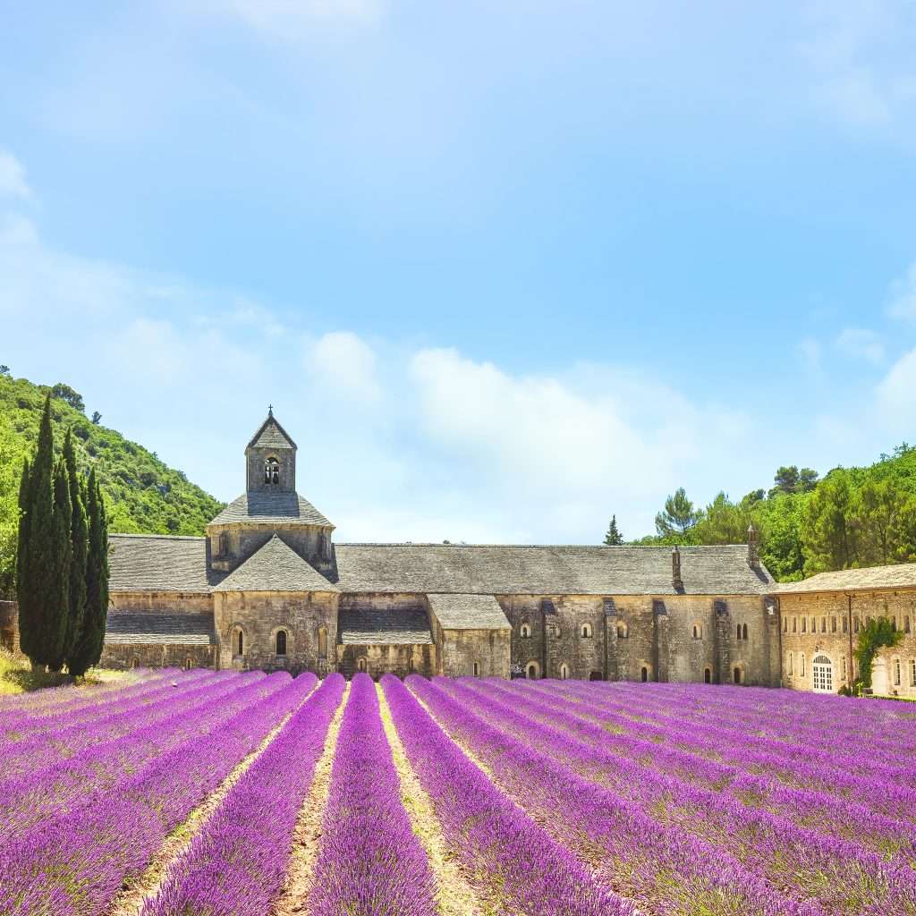 Abbey of Senanque and field of lavender flowers. Gordes, Luberon